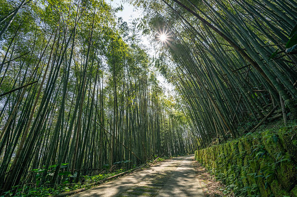 istock Serene Bamboo Forest in Alishan, Taiwan - Spring Afternoon. 2210990612