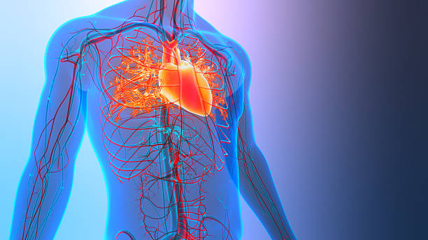 istock Human Circulatory System Heart Anatomy 2210990813