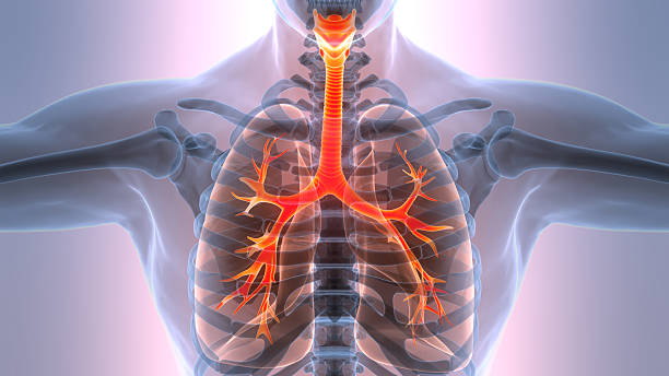 istock Human Respiratory System Lungs Anatomy 2210990832
