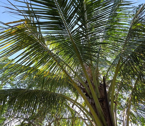 Coconut palm and tropical trees stretch toward a clear blue sky on a sunny day in a lush countryside setting.