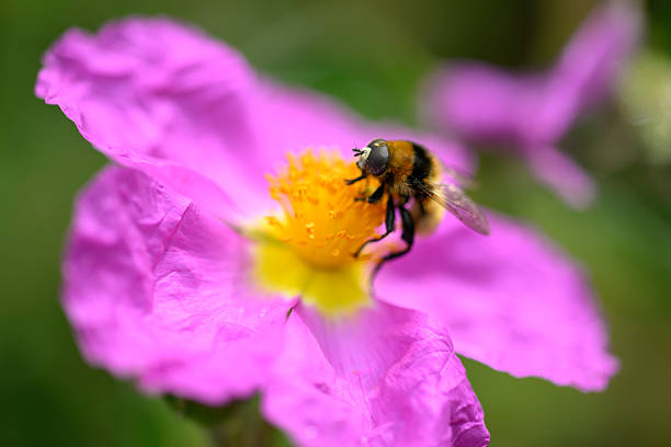honey bee collects pollen from flowers