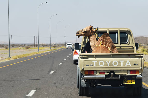 Camel with colorful saddle. Camels are animals related to berber culture. Sahara desert, Tunisia