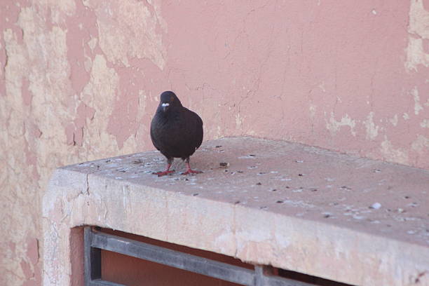 istock Black pigeon perched on a house 2210991472