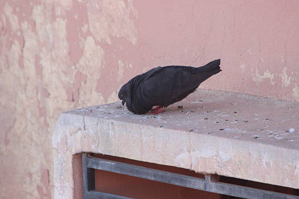 istock Black pigeon perched on a house 2210991748