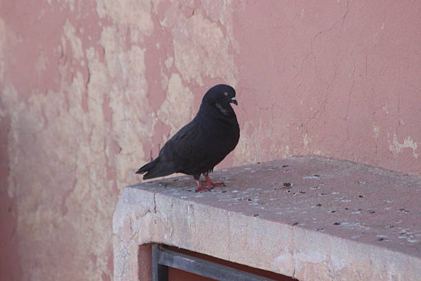 istock Black pigeon perched on a house 2210991856