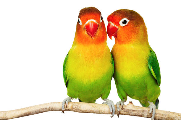 istock Pair of lovebirds 2210992144