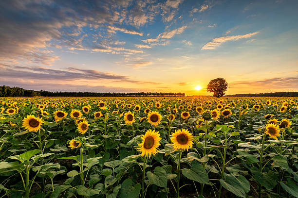 istock Beautiful sunset over sunflower field 2210994277