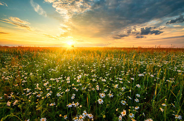istock Beautiful summer sunset over fields with white camomile flowers 2210994475