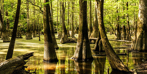 istock Moss Covered Cypress Trees Stand Tall in A Dark Marsh Of Congaree 2210994507