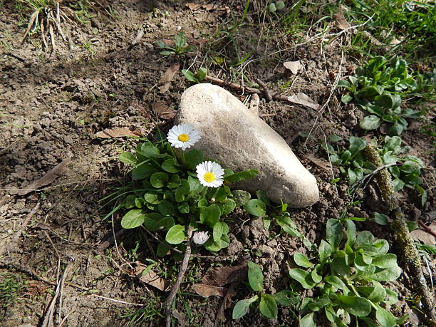 istock Daisy flower and stone on the ground in the park. Spring. 2210995780
