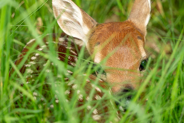 istock Tiny Fawn Hides in Grassy Field 2210995923