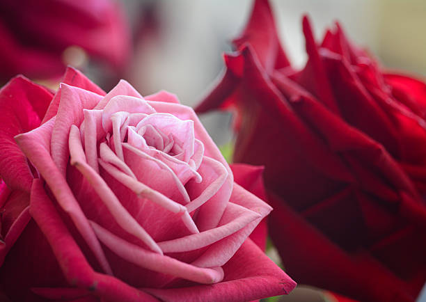 Arranged concept close up photo of a pink rose blossom