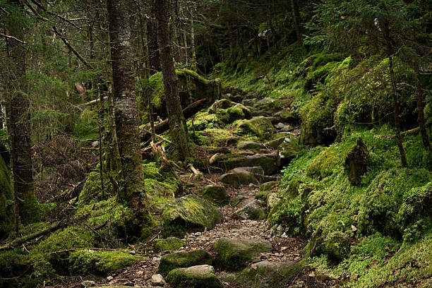 Mossy rocks cascading down a dry creekbed forms the Greenleaf Hut trail , Mount Lafayette, White Mountain National Forest, New Hampshire, USA