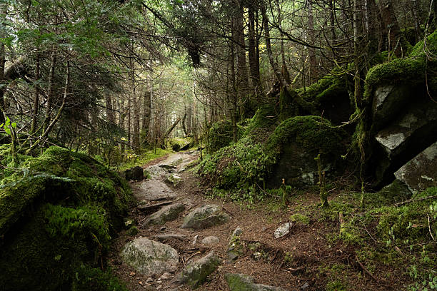 Mossy rocks along the hiking path, Greenleaf Hut trail , Mount Lafayette, White Mountain National Forest, New Hampshire, USA