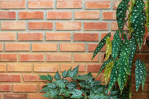 Polka Dot Begonia (Begonia Maculata) Plant on wall background.