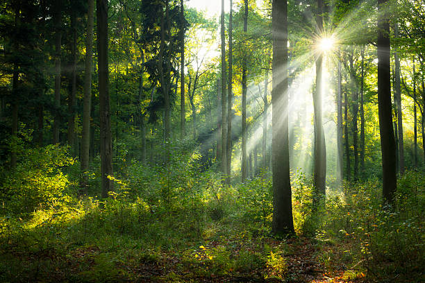 istock Beautiful sunny morning in the green forest 2210999760
