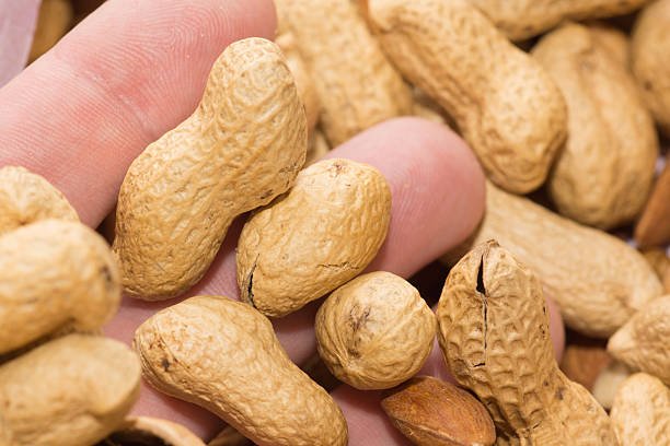istock mixture of nuts of different varieties and sizes 2210999818
