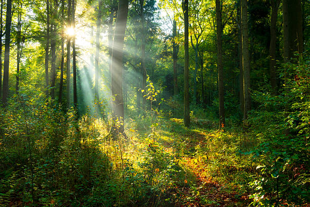 istock Beautiful sunny morning in the green forest 2210999845