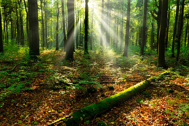 autumn forest glade with dry tree log in light of sparkle sun