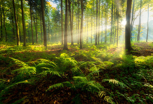 istock Beautiful sunny morning in the green forest 2211001281