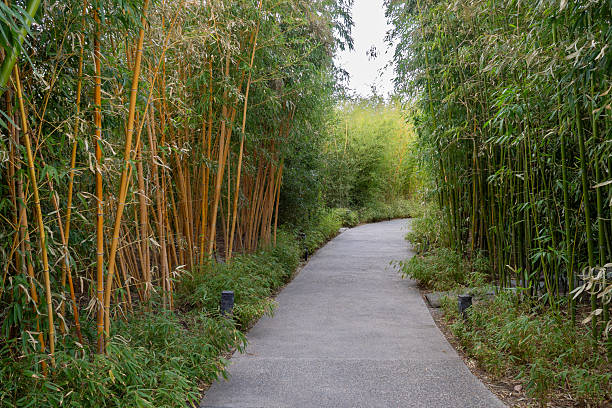 istock Concrete park path curves through dense bamboo planting. Suitable for landscaping, urban design, and eco-tourism illustrations. Minimalist photo. 2211001601