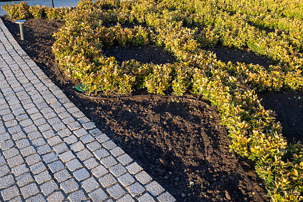 istock Drip irrigation system in a flowerbed with ornamental pruned bushes next to a paved pedestrian path. Landscape design and improvement of public spaces 2211001711