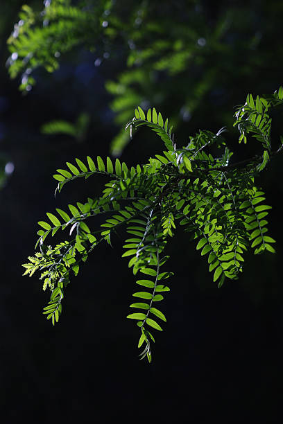 istock Branch with green leaves on a dark background 2211003377
