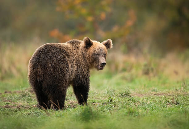istock Wild brown bear ( Ursus arctos ) in autumn forest 2211004061
