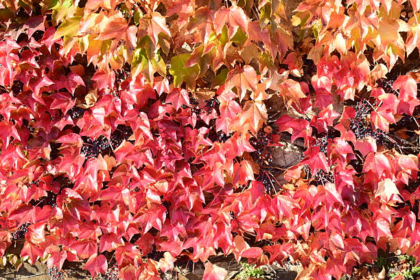 Autumn red, green  and yellow vine leaves in the sunlight, suitable for fall or nature background. Ourense province, Galicia, Spain.