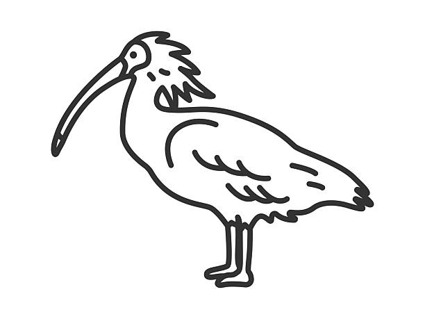 70+ Nipponia Nippon Stock Illustrations, Royalty-Free Vector