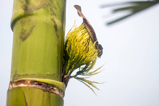 Many betel nuts hanging together on a tree and the background behind them is blurred.