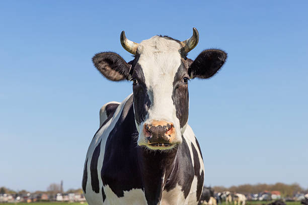 istock Cow authentic black and white approaching staring, pink nose, front view and a blue sky 2211005986