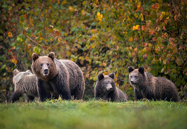 Grizzly bear behind electric fence (ursus arctos sp.)