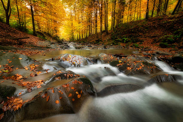 istock Beautiful autumn forest in the mountains 2211005999