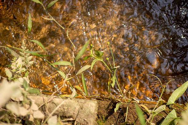 A pond with many small green leaves creates a background wallpaper