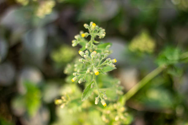 Many small leaves, flower, tree branch and a blurred greenery background