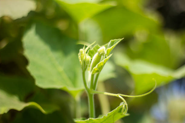Many small leaves, tree branch and a blurred greenery background