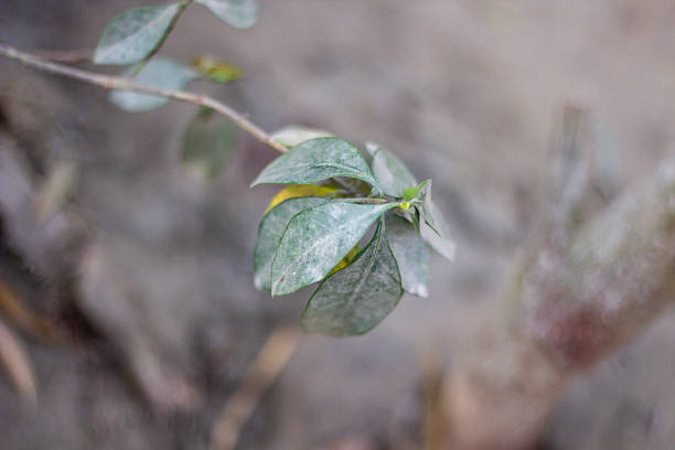 A pond with many small green leaves creates a background wallpaper