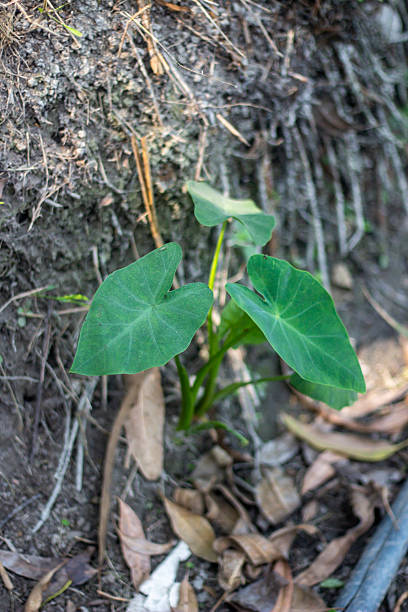 istock A Raw vegetables tree and a large leaf on a blurred background of colored soil 2211007163