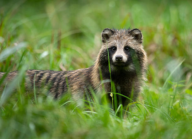istock Common raccoon dog ( Nyctereutes viverrinus ) 2211007916
