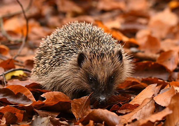 istock Hedgehog in colorful autumn forest 2211008773