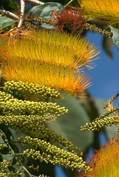 istock Flowers from the Bolivar state. 2211010135