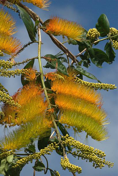 istock Flowers from the Bolivar state. 2211010142