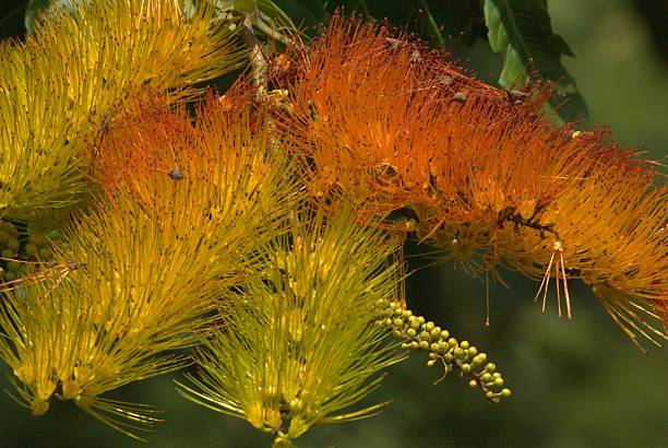 istock Flowers from the Bolivar state. 2211010147