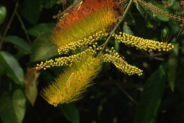 istock Flowers from the Bolivar state. 2211010153