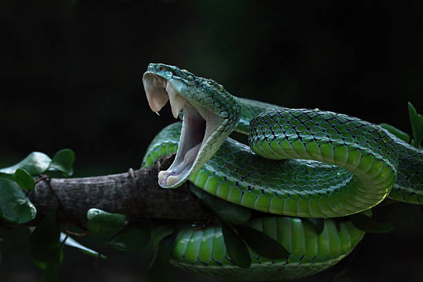 istock Hagen's pit viper on a branch, Trimeresurus hageni 2211012090