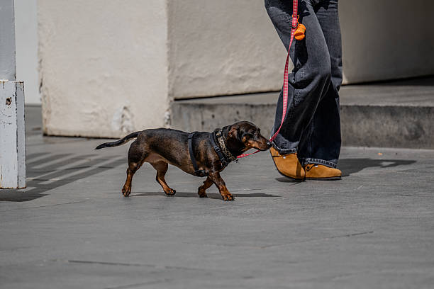 istock Dachshund on a leash in Barcelona Spain 2211015388