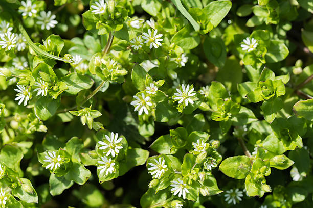 istock Chickweed white common flowers from above 2211015838