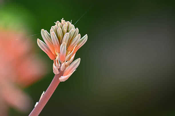 Aloe vera flower macro in green and orange