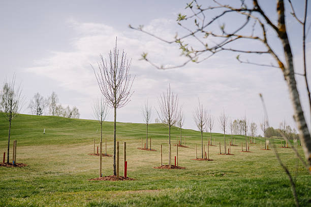 istock Young trees planted in neat rows on a grassy hillside with support stakes, under a partly cloudy sky in a park or landscaped area. 2211017464